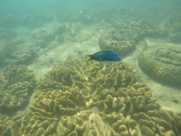 Quel modèle de GoPro est le meilleur pour les aventures extrêmes en plein air ?